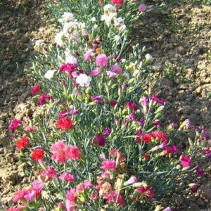 Dianthus caryophyllus - Kerti szegfű "Chabaud MIX" (min. 20 szem)