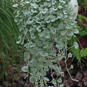 Dichondra argenta - Ezüst pázsitszulák "Silver falls" (min. 10 szem)