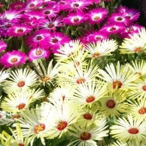 Dorotheanthus bellidiformis - Csillagos dorottyavirág "Gelato MIX" (min. 20 szem)