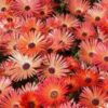 Csillagos dorottyavirág (Dorotheanthus bellidiformis) - Gelato MIX (min. 20 szem) - Image 2