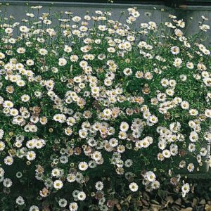 Erigeron karvinskianus - Pompás küllőrojt "Profusion" (min. 20 szem)