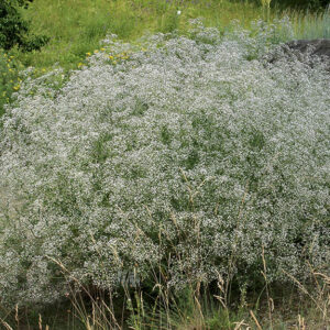 Gypsophila paniculata - Évelő fátyolvirág (min. 30 szem)