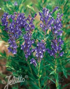 Scutellaria baicalensis - Bajkáli csucsóka "kék" (min. 20 szem)