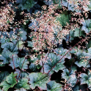 Heuchera GOLD N. - Tűzeső "Palace Purple" (min. 30 szem mag)