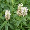 Pirospozsgás lóhere (Trifolium rubens) - fehér (min. 20 szem mag) - Image 2