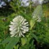 Pirospozsgás lóhere (Trifolium rubens) - fehér (min. 20 szem mag) - Image 3
