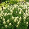 Pirospozsgás lóhere (Trifolium rubens) - fehér (min. 20 szem mag) - Image 4