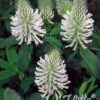 Pirospozsgás lóhere (Trifolium rubens) - fehér (min. 20 szem mag)