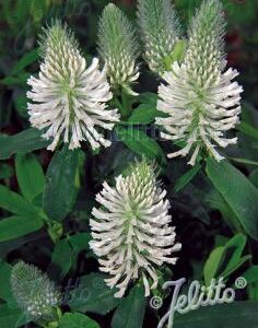 Trifolium rubens - Pirospozsgás lóhere "fehér" (min. 20 szem)