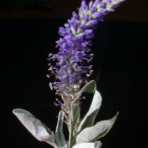 Veronica spicata - Macskafarkú veronika "kék" (min. 20 szem mag)