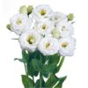 Eustoma grandiflorum - Liziantusz, préritárnics "Rosita II White" (min 20 szem) - Image 3