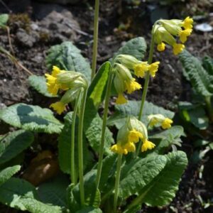 Primula veris - Tavaszi kankalin (min. 15 szem)