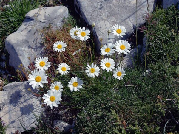 Leucanthemum graminifolium - Margaréta (min. 20 szem) - Image 2