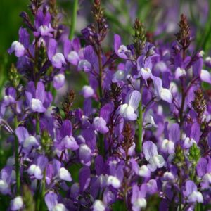 Linaria maroccana - Marokkói gyujtoványfű "Azure" (min 20 szem)
