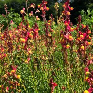 Linaria maroccana - Marokkói gyujtoványfű "Peach" (min 20 szem)