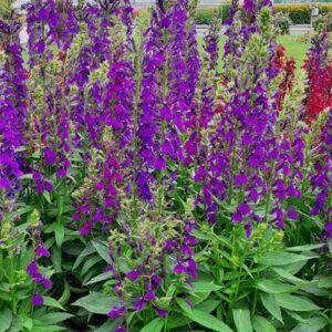 Lobelia speciosa - Pompás lobélia "Starship Blue" (min. 15 szem)