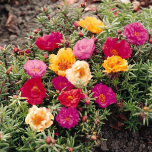 Portulaca grandiflora - Porcsinrózsa "telt virágú" (min. 20 szem)