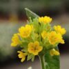 Primula veris - Tavaszi kankalin (min. 15 szem) - Image 3