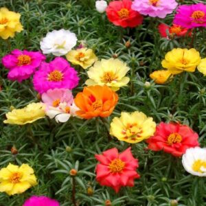 Portulaca grandiflora - Porcsinrózsa "Happy Hour mix" (min. 20 szem)