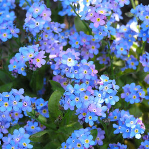 Myosotis sylvatica - Erdei nefelejcs "Bluesylva" (min. 20 szem mag)