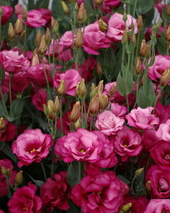 Eustoma grandiflorum - Liziantusz, préritárnics "Mariachi II Carmina" (min 20 szem)