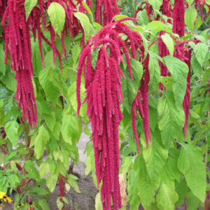 Amaranthus caudatus - Amaránt "Red" (min 50 szem)