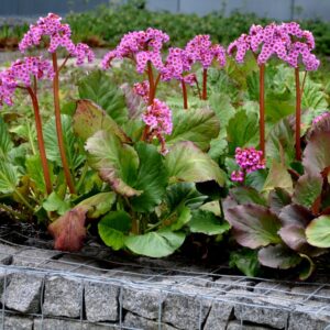 Bergenia cordifolia - Szívlevelű bőrlevél (min. 10 szem)