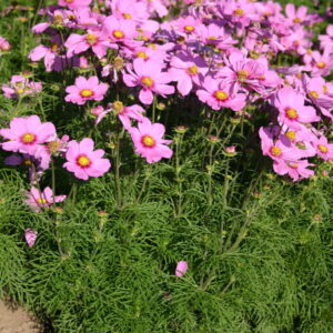 Cosmos bipinnatus - Pillangóvirág "Sonata Pink Blush" (min. 20 szem)