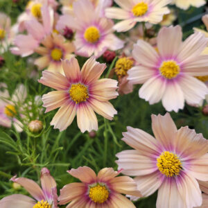 Cosmos bipinnatus - Pillangóvirág "Apricot Lemonade" (min. 20 szem)