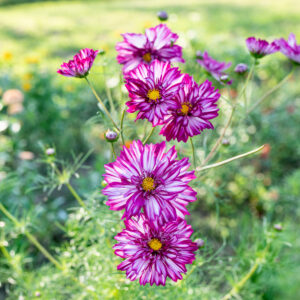 Cosmos bipinnatus - Pillangóvirág "Double Click Bicolor Violet" (min. 20 szem)