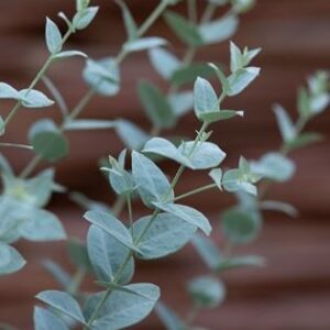 Eucalyptus latens - Keskeny levelű eukaliptusz "Moon Lagoon" (min. 20 szem)