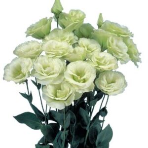 Eustoma grandiflorum - Liziantusz "Mariachi II Lime Green" (min 20 szem)