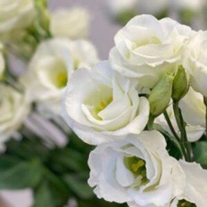 Eustoma grandiflorum - Liziantusz, préritárnics "Rosita II White" (min 20 szem)