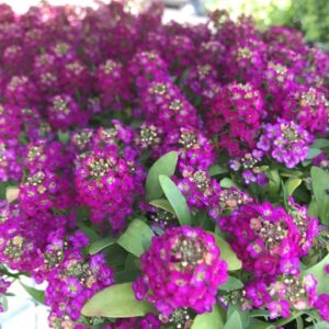 Alyssum maritima - Illatos ternye, mézvirág ""E.B. Deep Rose" (min. 20 szem)