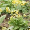 Primula veris - Tavaszi kankalin (min. 15 szem) - Image 2