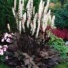 Kamcsatkai poloskavész – (Cimicifuga ramosa) - Atropurpurea (min. 20 szem mag)