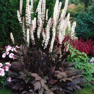 Cimicifuga ramosa - Kamcsatkai poloskavész "Atropurpurea" (min. 20 szem)