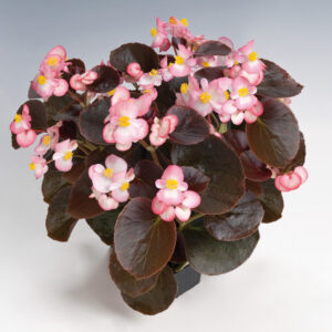 Begonia semperflorens - kerti begónia "Nightlife Blush F1" (min. 20 szem)