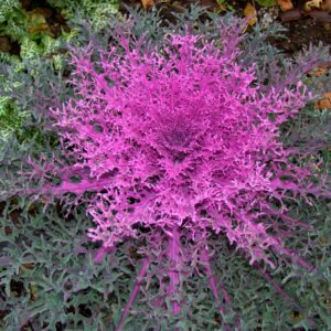 Brassica oleracea - Díszkáposzta "Peacock Red F1" (min. 20 szem)