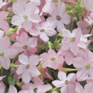 Nicotiana alata - Dohányvirág "Avalon Appleblossom F1" (min. 50 szem)