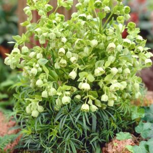 Helleborus foetidus - Télizöld hunyor (min. 10 szem mag)