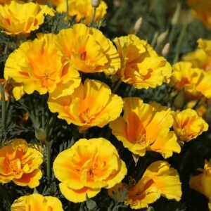 Eschscholzia - Kaliforniai kakukkmák "Yukon Gold" (min. 20 szem)