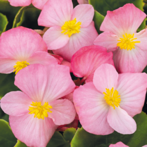 Begonia semperflorens - kerti begónia "Sprint Blush F1" (min. 20 szem)