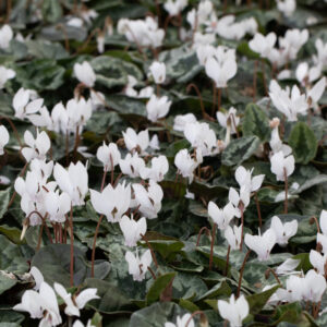 Cyclamen hederifolium - borostyánlevelű ciklámen - White pearls (min. 10 szem)