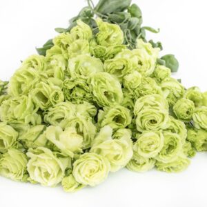 Eustoma grandiflorum - Liziantusz, préritárnics "Rosanne 2 Green" (min 20 szem)