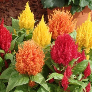 Celosia plumosa - Glorious Mix - színkeverék (min. 20 szem)
