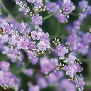 Limonium sp. - Tengerparti sóvirág - Blue Diamond (min. 20 szem mag)