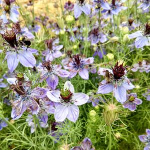 Nigella hispanica - Borzaskata "Exotic" (min. 50 szem)