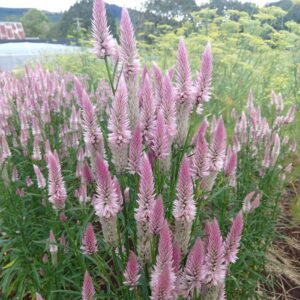 Celosia spicata - "Flamingo Feather" (min. 20 szem)