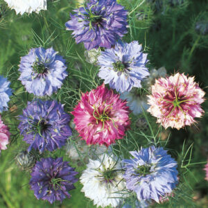 Nigella damascena - Borzaskata "Persian Jewel" (min. 50 szem)